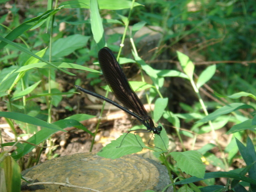 �^�N����́u��͉��|�v