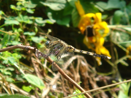 �^�N����́u��͉��|�v