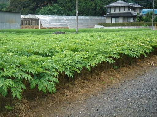 �^�N����́u��͉��|�v