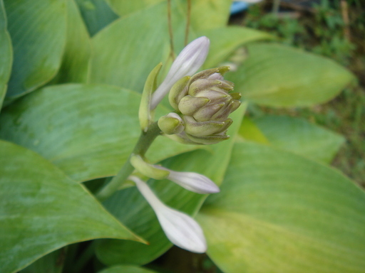 �^�N����́u��͉��|�v