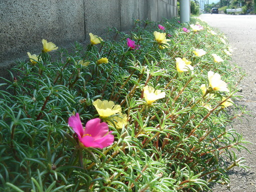 �^�N����́u��͉��|�v