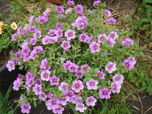 �^�N����́u��͉��|�v