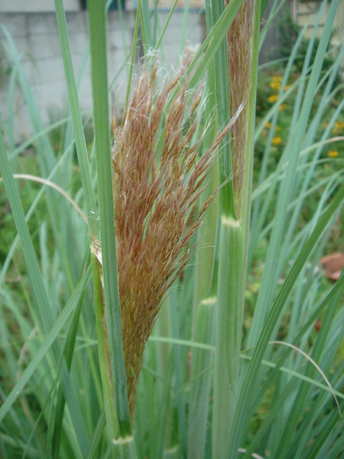 �^�N����́u��͉��|�v