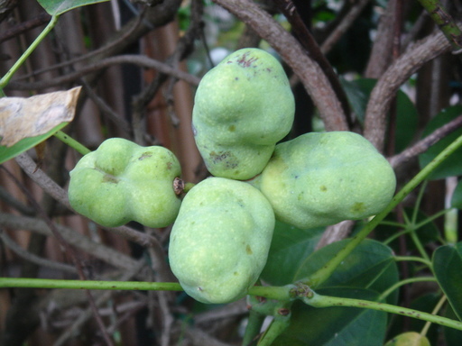 �^�N����́u��͉��|�v