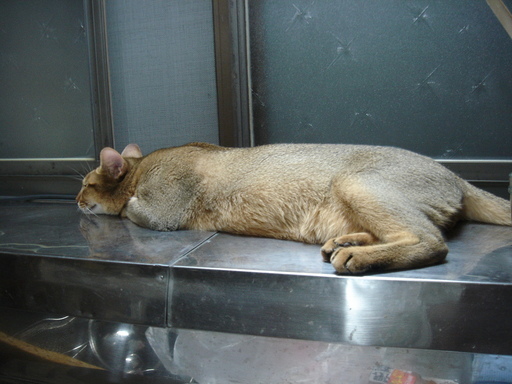 �^�N����́u��͉��|�v