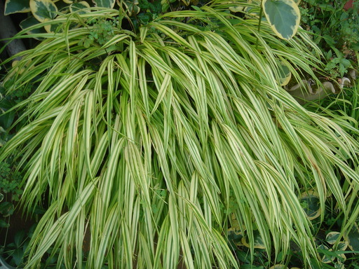 �^�N����́u��͉��|�v