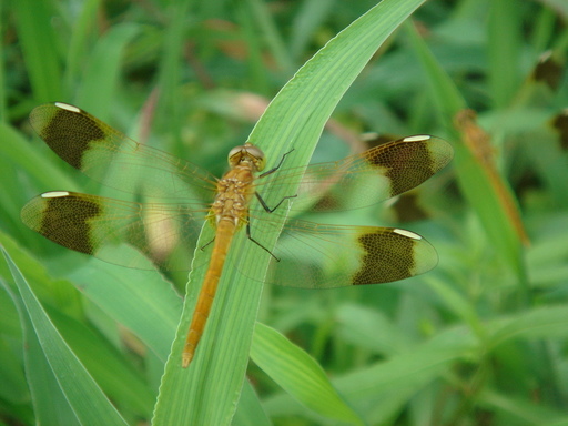 �^�N����́u��͉��|�v