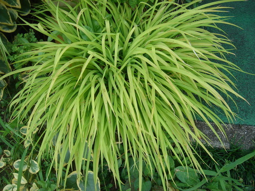 �^�N����́u��͉��|�v