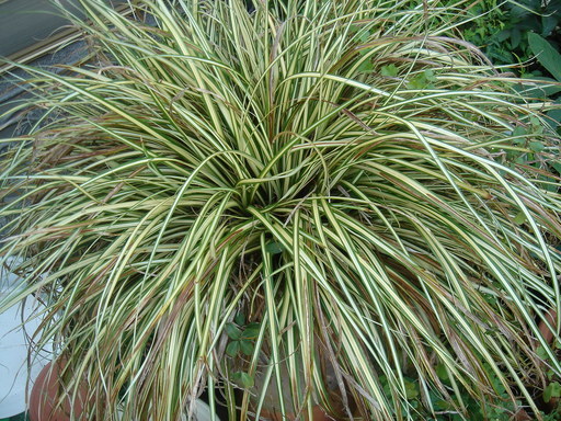 �^�N����́u��͉��|�v