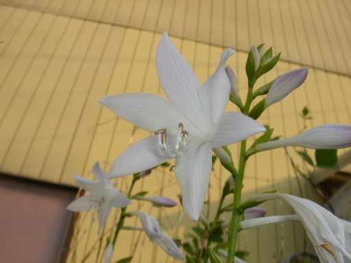 �^�N����́u��͉��|�v