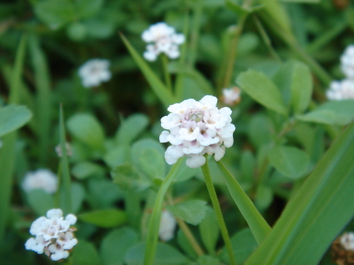 �^�N����́u��͉��|�v