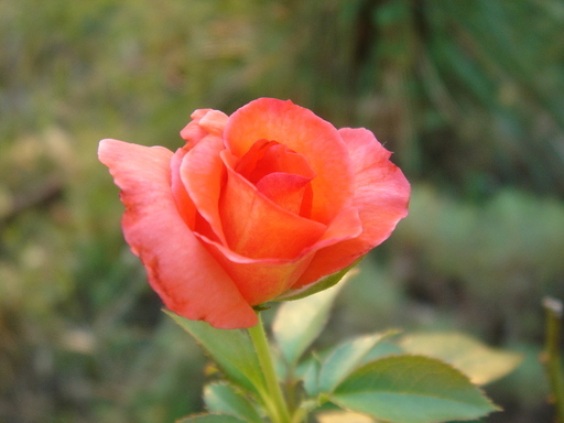 �^�N����́u��͉��|�v