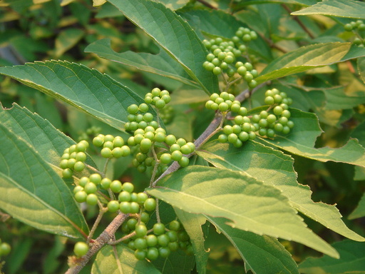 �^�N����́u��͉��|�v