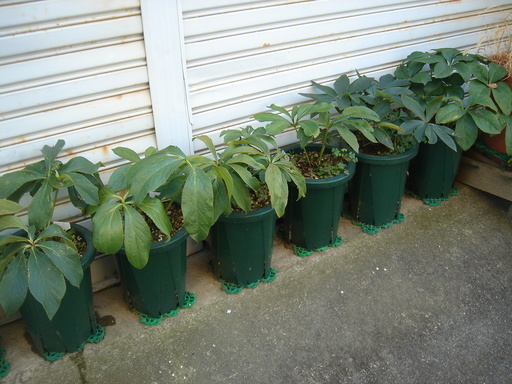 �^�N����́u��͉��|�v