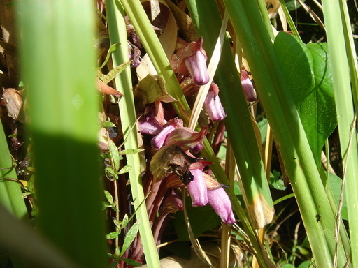 �^�N����́u��͉��|�v