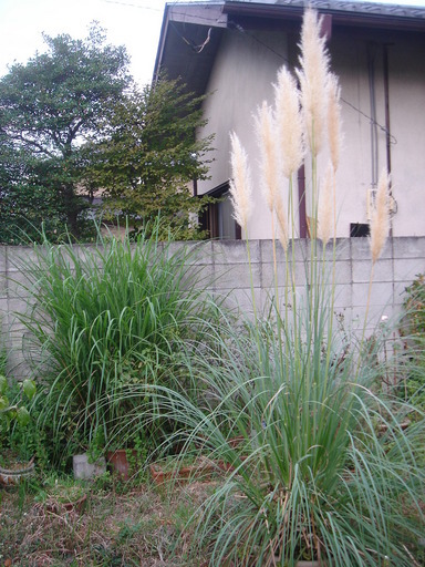 �^�N����́u��͉��|�v