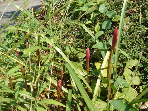 �^�N����́u��͉��|�v