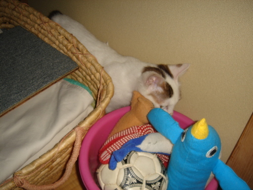 �^�N����́u��͉��|�v