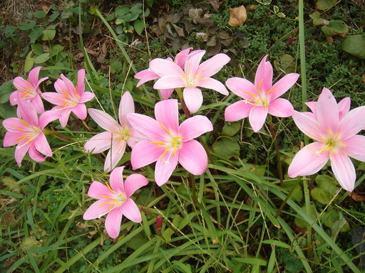 �^�N����́u��͉��|�v