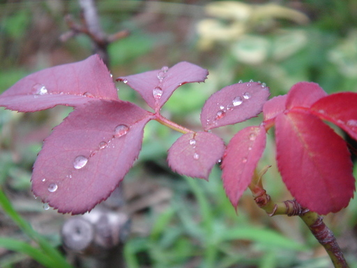 �^�N����́u��͉��|�v