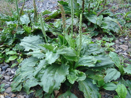 �^�N����́u��͉��|�v