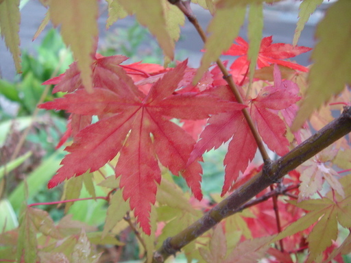 �^�N����́u��͉��|�v