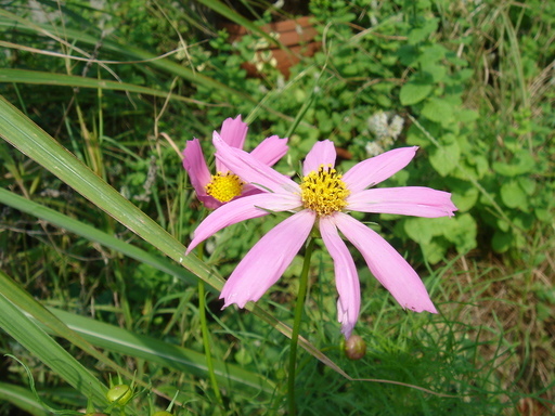 �^�N����́u��͉��|�v