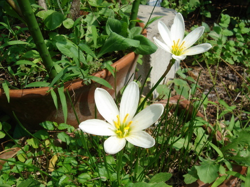 �^�N����́u��͉��|�v