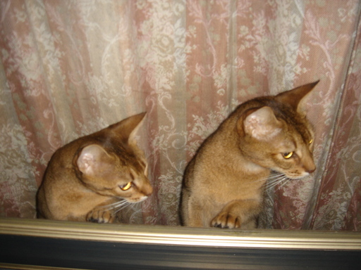 �^�N����́u��͉��|�v