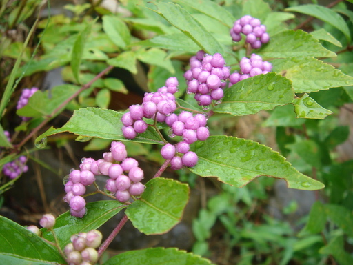 �^�N����́u��͉��|�v