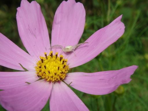 �^�N����́u��͉��|�v