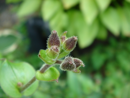 �^�N����́u��͉��|�v