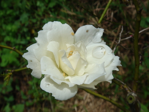 �^�N����́u��͉��|�v