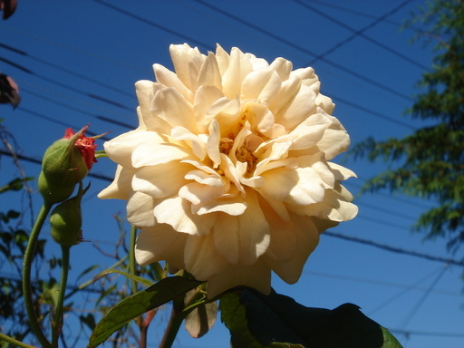 �^�N����́u��͉��|�v