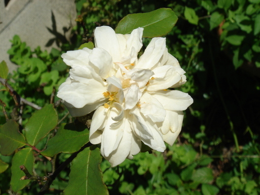 �^�N����́u��͉��|�v