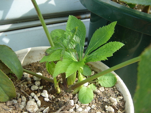 �^�N����́u��͉��|�v