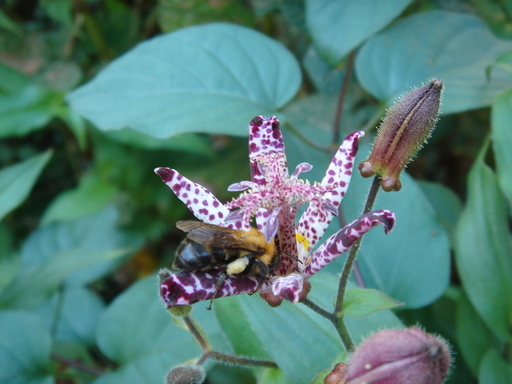 �^�N����́u��͉��|�v