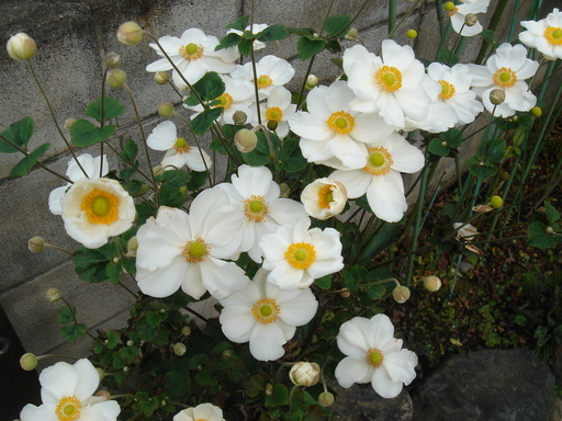 �^�N����́u��͉��|�v