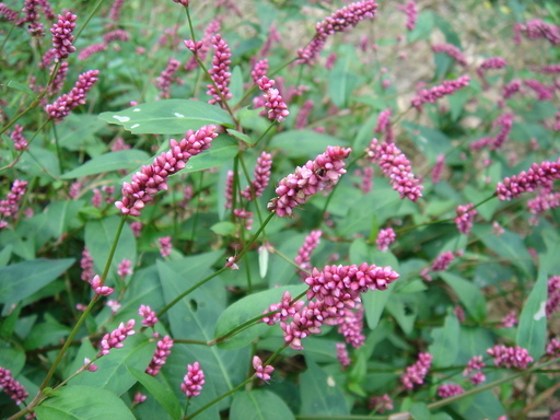 �^�N����́u��͉��|�v