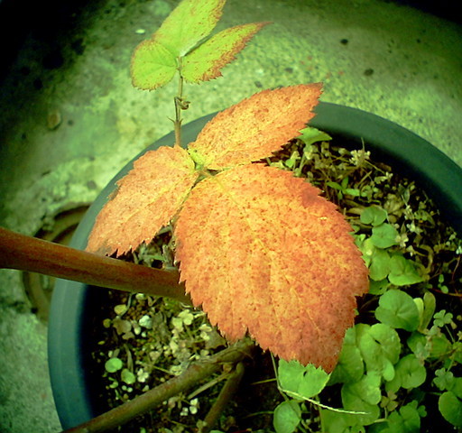 �^�N����́u��͉��|�v