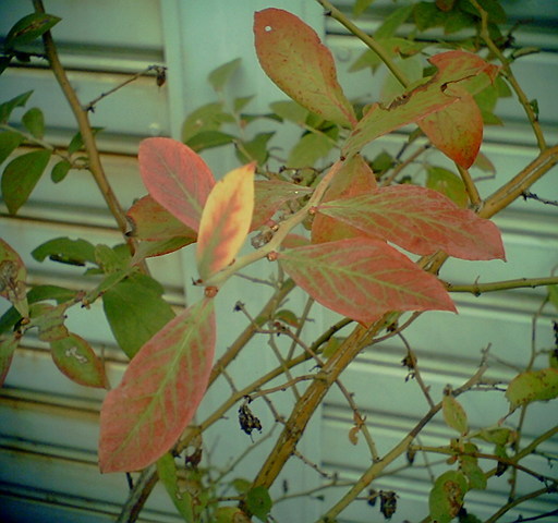 �^�N����́u��͉��|�v