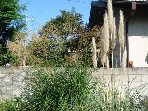 �^�N����́u��͉��|�v