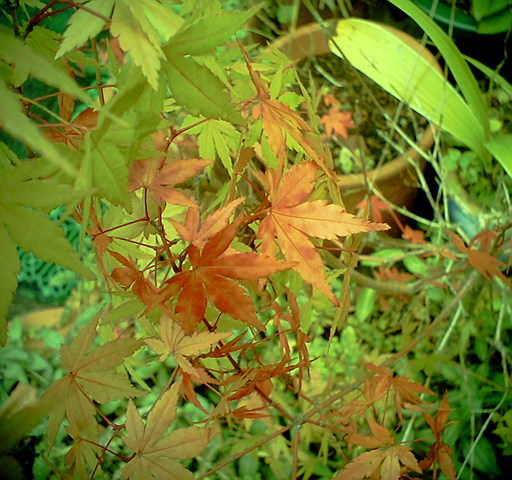 �^�N����́u��͉��|�v