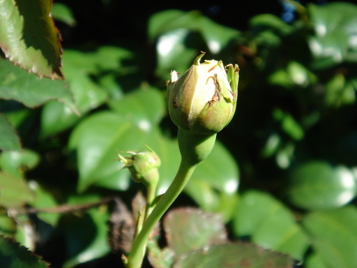 �^�N����́u��͉��|�v