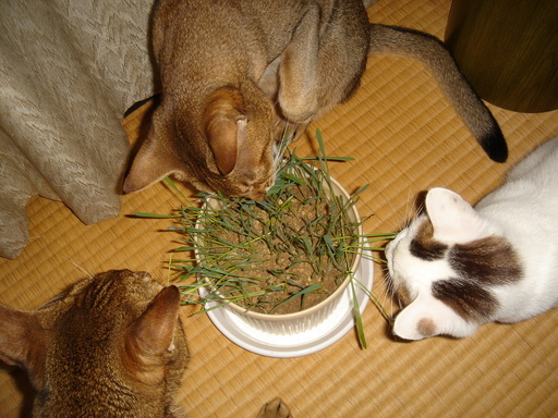 �^�N����́u��͉��|�v