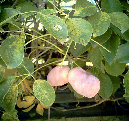 �^�N����́u��͉��|�v