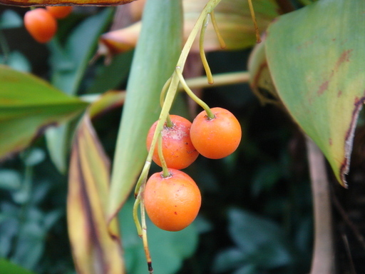 �^�N����́u��͉��|�v