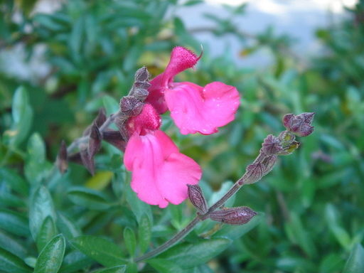 �^�N����́u��͉��|�v