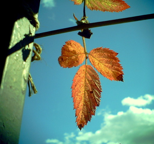 �^�N����́u��͉��|�v