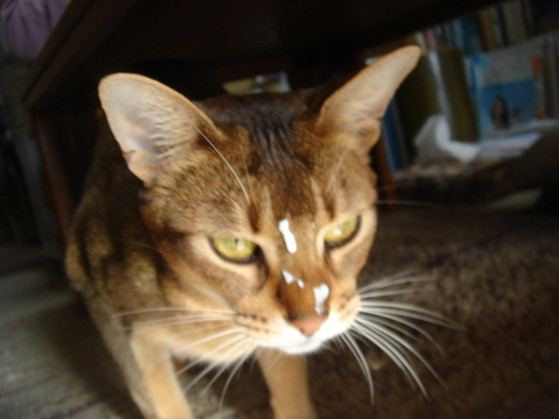 �^�N����́u��͉��|�v